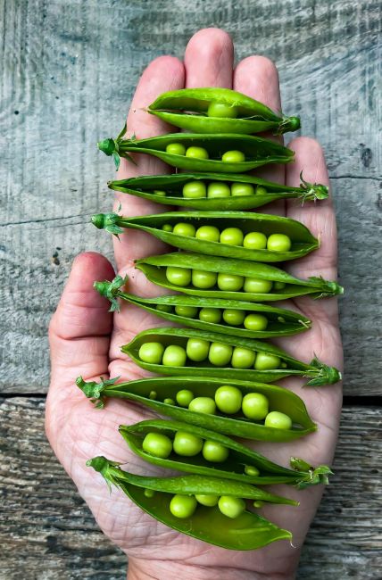 Горох Tom Thumb Pea (Мальчик С Пальчик) — изображение 2