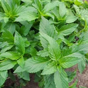 Мята "Персик" саженец