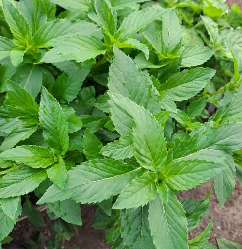 Мята "Персик" саженец