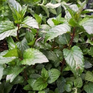 Мята "После восьми" саженец