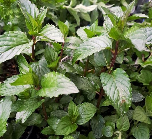 Мята "После восьми" саженец