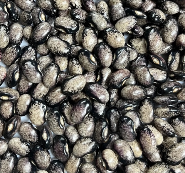 Фасоль зерновая Black Nightfall (Чёрный сумрак)