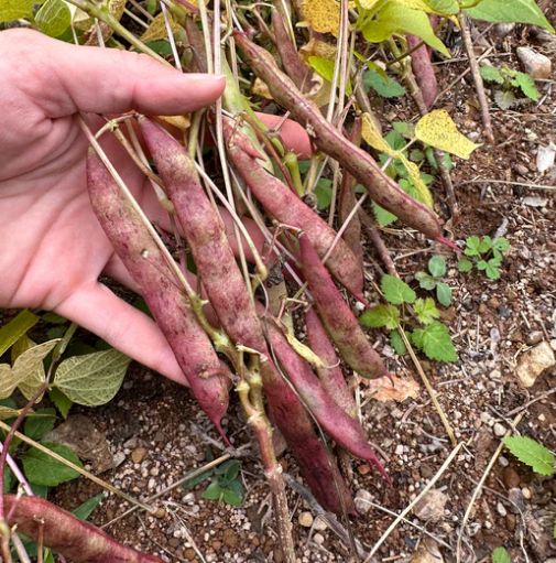 Фасоль зерновая Black Nightfall (Чёрный сумрак) — изображение 2