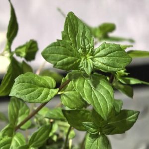 Мята "Тимьян" саженец