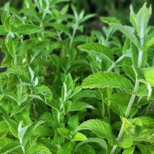 Мята "Драконий фрукт Лары" саженец