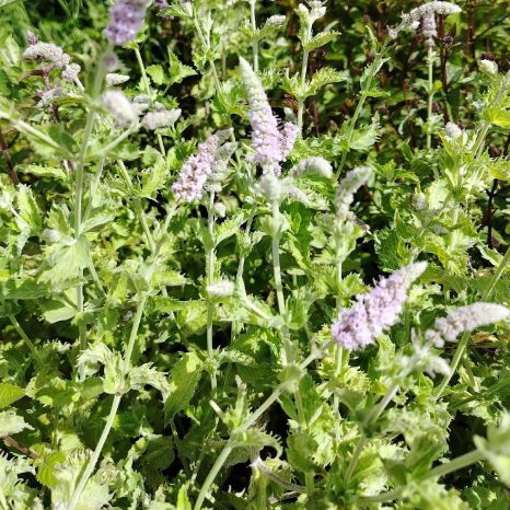 Мята "Чай с бергамотом" саженец