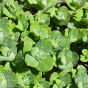 Мята "Шарлотка" саженец