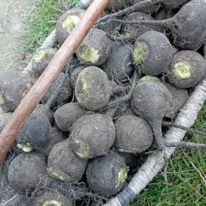 Черная редька