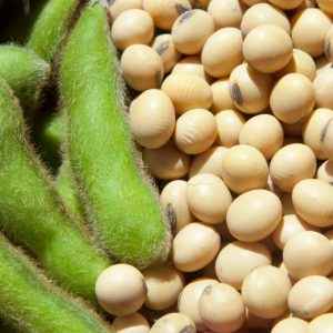 Соя "Припять"