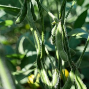 Соя ВНИИМК 31