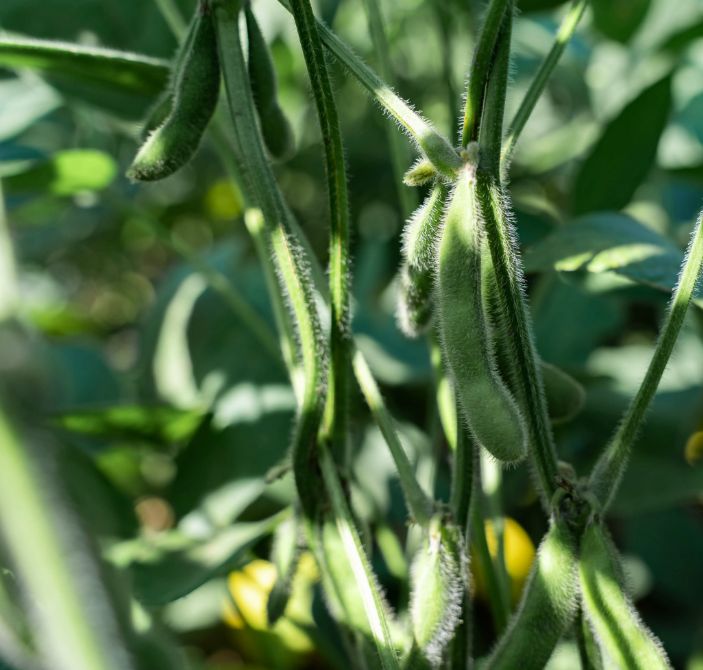 Соя ВНИИМК 31