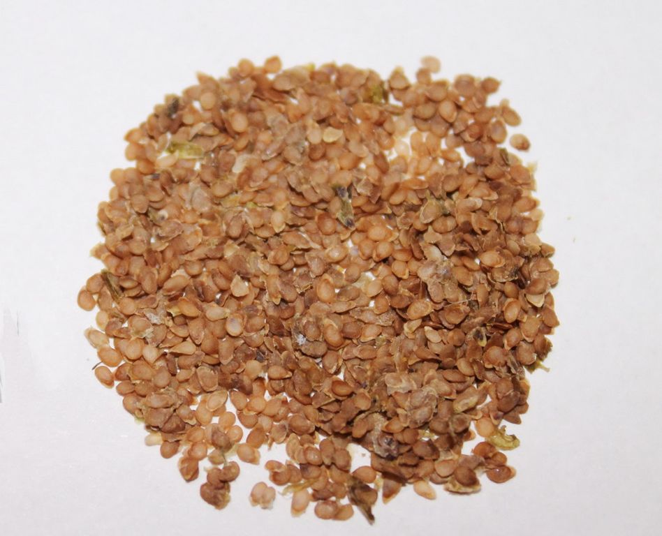 Картофель Сарпо Мира (ботанические или истинные семена) — изображение 2