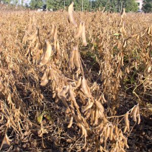 Соя "Мальвина"