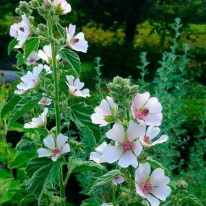 Алтей Лекарственный (Althaea officinalis L) семена