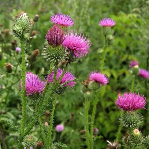 Расторопша пятнистая (Silybum marianum) семена
