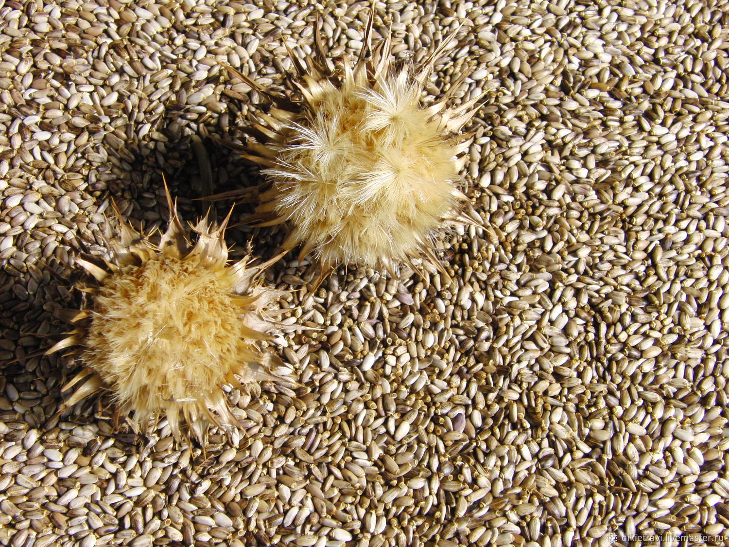 Расторопша пятнистая (Silybum marianum) семена — изображение 2