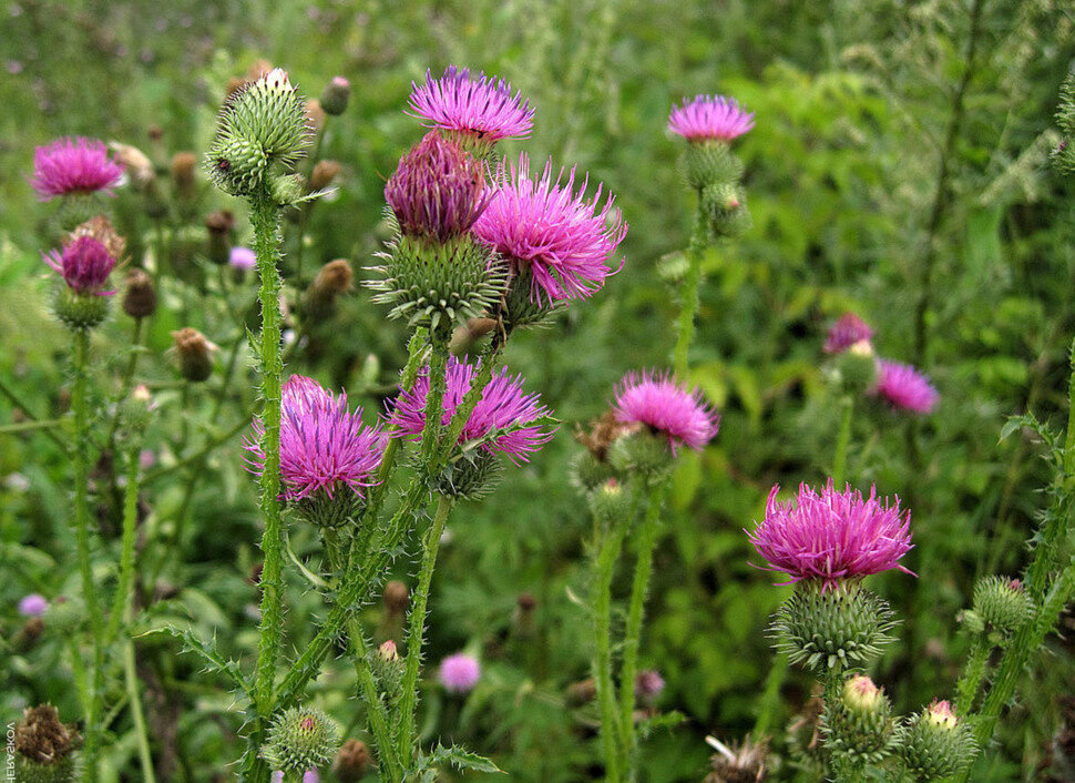 Расторопша пятнистая (Silybum marianum) семена