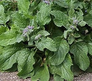 Бораго (огуречная трава)